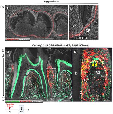 Frontiers Single Cell Transcriptomic Analysis Reveals Developmental